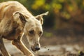 dog lunging forward with tense body outdoors