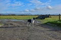 Dog lurcher Collie black and white dirt path old farm machinery blue skies Royalty Free Stock Photo