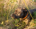 Dog lurking in the forest Royalty Free Stock Photo