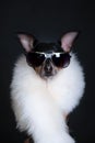 Dog is luxurious, with black glasses and white boa on a black background. Dog is a shopaholic, fashionable dog. Concept of Royalty Free Stock Photo