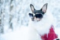 Dog in luxury clothes, white fur and glasses in the winter forest. Active way of life, sport. Portrait of a dog in winter.