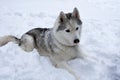 The dog is lying alone in the snow. Close-up portrait. Husky Breed