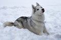 The dog is lying alone in the snow. Close-up portrait. Husky Breed