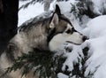 The dog is lying alone in the snow. Close-up portrait. Husky Breed