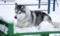 The dog is lying alone in the snow. Close-up portrait. Husky Breed