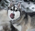 The dog is lying alone in the snow. Close-up portrait. Husky Breed