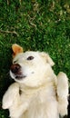 Dog lying on back in grass extending paw Royalty Free Stock Photo