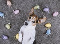 Dog lying back on gray carpet with Easter painted eggs Royalty Free Stock Photo