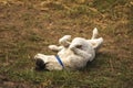 The dog lying on a backwater dry lawn