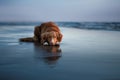 Dog lying on the beach, by the sea. Pet on vacation