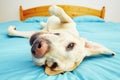 Dog is lying on the bed Royalty Free Stock Photo