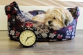 Dog lying in bed turning off an alarm clock Royalty Free Stock Photo