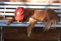 Dog lying in the blue bench Royalty Free Stock Photo