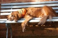 Dog lying in the blue bench Royalty Free Stock Photo