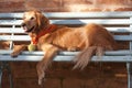 Dog lying in the blue bench Royalty Free Stock Photo