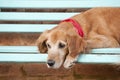 Dog lying in the blue bench Royalty Free Stock Photo