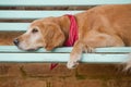 Dog lying in the blue bench