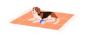 Dog lying on carpet. Cute doggy relaxing on mat alone. Puppy of Beagle breed, canine animal resting on rug at home. Cute