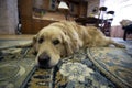 The dog is lying on the carpet of the house. Golden Retriever