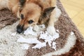 Dog lying on the carpet with torn papers Royalty Free Stock Photo