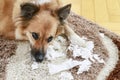 Dog lying on the carpet with torn papers Royalty Free Stock Photo