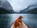 A dog lying casually on the edge of a canoe floating in a misty mountain lake Royalty Free Stock Photo