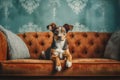 Dog lying on couch, cute brown pet on sofa in vintage room