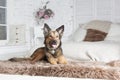 The dog is lyings on the couch Royalty Free Stock Photo