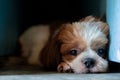 Dog is lying in the dark corner. Royalty Free Stock Photo