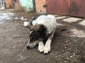 Dog lying on the dirty street