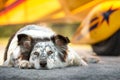 Dog lying down in front of airplane Royalty Free Stock Photo