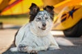 Dog lying down in front of airplane Royalty Free Stock Photo