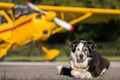 Dog lying down in front of airplane Royalty Free Stock Photo