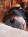 dog lying down lying down peacefully with tongue out Royalty Free Stock Photo