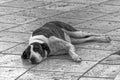 Black and white photo of a dog lying on pedestrian street Royalty Free Stock Photo