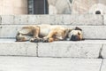 Dog lying down taking a nap on the stairs Royalty Free Stock Photo