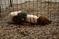 A dog lying in a pen at an animal adoption fair. Royalty Free Stock Photo