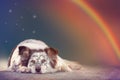 Dog lying down under stars and rainbow Royalty Free Stock Photo