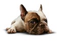 Dog Lying Down Royalty Free Stock Photo