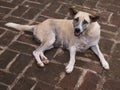 A dog lying on the floor, smile dog, Burma