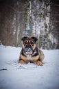 The dog is lying in the forest in the snow Royalty Free Stock Photo