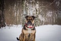 The dog is lying in the forest in the snow Royalty Free Stock Photo