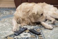 The dog is lying with gnawed TV remotes and a gnawed phone Royalty Free Stock Photo