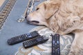 The dog is lying with gnawed TV remotes and a gnawed phone Royalty Free Stock Photo