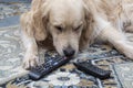 The dog is lying with gnawed TV remotes and a gnawed phone Royalty Free Stock Photo