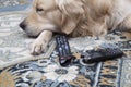 The dog is lying with gnawed TV remotes and a gnawed phone Royalty Free Stock Photo