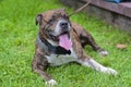 Dog lying on the grass