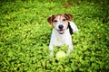 Dog lying in the grass with ball Royalty Free Stock Photo