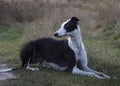 Dog is lying on the grass Royalty Free Stock Photo