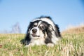 Dog is lying in the grass. Royalty Free Stock Photo